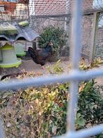 Dubbelgezoomde barnevelder en bonte leghorn te koop, Dieren en Toebehoren, Vrouwelijk, Kip