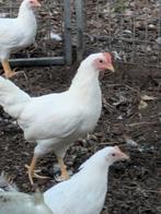 Legkippen, Dieren en Toebehoren, Pluimvee