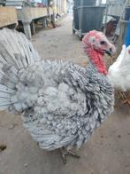2 kalkoen haan van 5 maanden., Dieren en Toebehoren, Pluimvee, Kalkoen