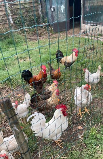Jeune coq et poules de Braine, Poule ou poulet