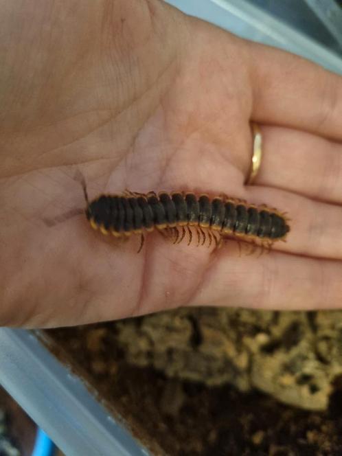 Coromus diaphorus, Dieren en Toebehoren, Insecten en Spinnen