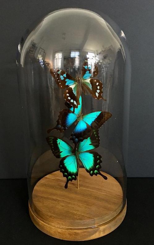 Vlucht van 3 exotische vlinders Albertisi Pericles Graphium, Antiek en Kunst, Curiosa en Brocante, Ophalen of Verzenden