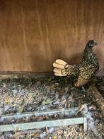 2 hennetjes sebright, Vrouwelijk, Kip