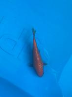 Ginrin Benigoi, Animaux & Accessoires, Poissons | Poissons d'étang, Carpe ou Koï