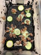 Lissachatina Fulica, Dieren en Toebehoren, Reptielen en Amfibieën, Amfibie, Tam, 0 tot 2 jaar