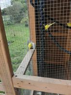 Grasparkieten te koop, Animaux & Accessoires, Oiseaux | Perruches & Perroquets, Plusieurs animaux, Perruche