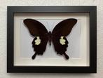 Zwart / wit vlinder in kader, Verzamelen, Ophalen of Verzenden, Nieuw