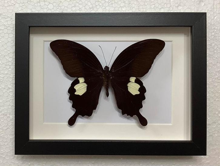 Zwart / wit vlinder in kader, Verzamelen, Dierenverzamelingen, Nieuw, Ophalen of Verzenden