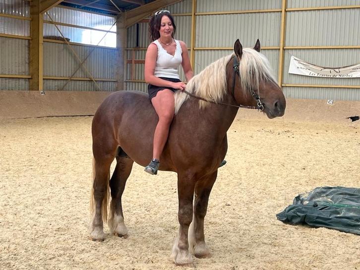 Comtois - Étalon approuvé, Animaux & Accessoires, Chevaux & Poneys | Étalons & Juments poulinières, Étalon