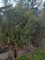 Bamboe fargesia, niet woekerend, Tuin en Terras, Planten | Bomen, In pot, Ophalen