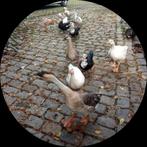 Gratis opvang Ganzen en Eenden, Dieren en Toebehoren