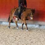 A pony merrie teab, Animaux & Accessoires, Chevaux, Jument