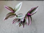Tradescantia nanouk (sans le cache pot), Huis en Inrichting, Kamerplanten, Ophalen of Verzenden
