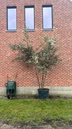 350-400 m hoge groenblijvende multistem steeneik, Jardin & Terrasse, Plantes | Arbres, Enlèvement