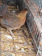 Haantje te koop zijdenhoen, Dieren en Toebehoren, Pluimvee