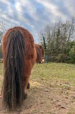 Shetland merrie Lizzy, Jument