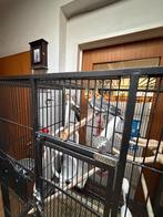 3 valkparkieten met kooi te koop, Sexe inconnu, Perruche, Domestique