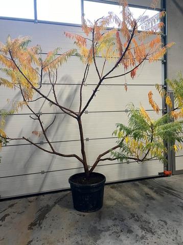 Mooie fluweelboom meerstam in herfstkleuren 350-450. beschikbaar voor biedingen