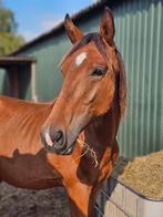 Spring jaarling. Inruil evt bespreekbaar, Dieren en Toebehoren, Springpaard, 0 tot 2 jaar, Hengst, Gechipt