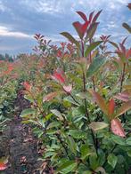 Phortinia red Robin, Ophalen, Haag, 100 tot 250 cm