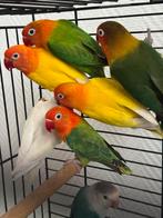 Verschillende tortelduifjes te koop, Dieren en Toebehoren, Vogels | Parkieten en Papegaaien