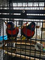 2 Lories met kooi, Dieren en Toebehoren