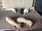 Fretten, Dieren en Toebehoren, Mei, Meerdere dieren