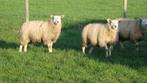 schapen, Mannelijk, Schaap