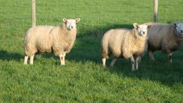 schapen beschikbaar voor biedingen