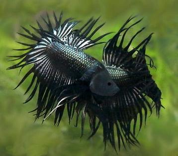 Black Metallic Crowntail beschikbaar voor biedingen