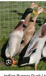 Indische loopeenden, Dieren en Toebehoren, Pluimvee, Meerdere dieren, Eend