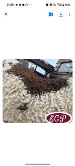 Hypoallergene curly dekhengst mini paardje, Dieren en Toebehoren