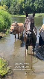 Famillie paard, Dieren en Toebehoren, Paarden
