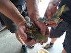3 kakariki's voor handopfok