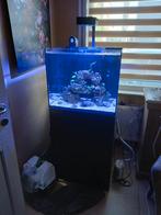 Red sea reefer, Dieren en Toebehoren, Ophalen, Gebruikt