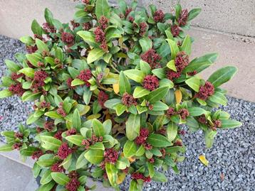 Skimmia japonica beschikbaar voor biedingen