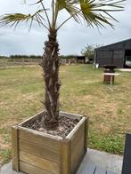 Palmboon, Tuin en Terras, Planten | Bomen, Ophalen, Palmboom