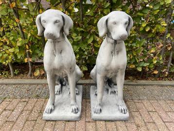 2x Engelse Jachthond, Pointer,Weimaraner beschikbaar voor biedingen