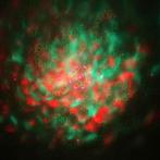 Nieuwe First Class Jelly Laser Burst Red / Green 450mW, Ophalen of Verzenden, Nieuw, Licht, Kleur