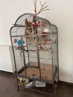 Deux perroquets avec une grande cage et de accessoires, Vogelkooi, Metaal, Zo goed als nieuw