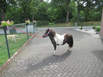 Een prachtige tweekleurige merrie Rine v.d. Ponyfarm beschikbaar voor biedingen