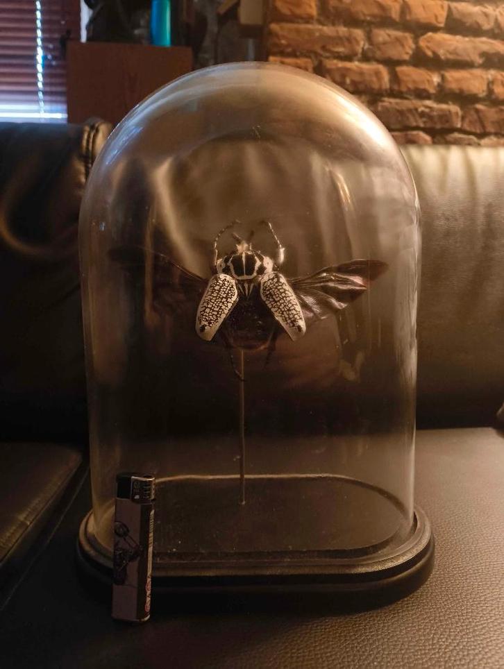 Goliath kever in stolp, Collections, Collections Animaux, Neuf, Animal empaillé, Insecte, Enlèvement