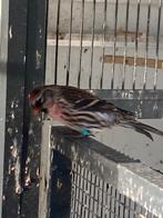 Noordse barmsijs man 2024, Mannelijk, Wildzangvogel, Geringd