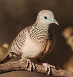 Vredes duif koppel, Animaux & Accessoires, Oiseaux | Oiseaux Autre