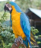 Je recherche des perroquets a adopter ou à donner, Animaux & Accessoires, Oiseaux | Perruches & Perroquets, Perroquet