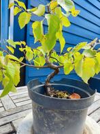 bonsai startplant berk, Tuin en Terras, Ophalen