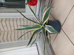 Agave Cactus, Volle zon, Vaste plant, Bloeit niet, Ophalen