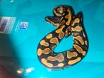 Ballpython#ballpythonregius, Dieren en Toebehoren, Reptielen en Amfibieën
