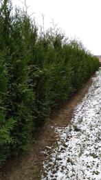 Thuja atrovirens, Tuin en Terras, Planten | Struiken en Hagen, Ophalen, Haag