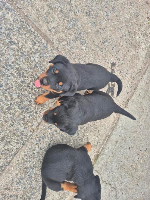 Rottweiler pups, Dieren en Toebehoren, Honden | Bulldogs, Pinschers en Molossers, Meerdere dieren, Rottweiler, Fokker | Professioneel